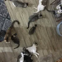 واگذاری بچه گربه