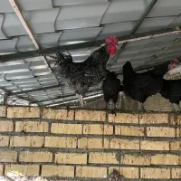 خروس زینتی استرالوپ ایام سمانی  امروک مینیاتوری