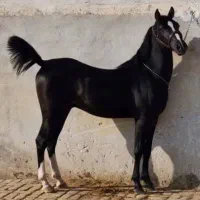 اسب نریان اص ایران