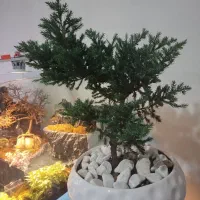 گیاه بونسای