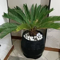گل سیکاس