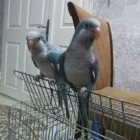 طوطی های راهب اهلی سخنگو