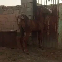 اسب نریان کره سه سال بشتاب که قیمت مناسبه