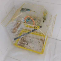 پرنده ی خانگی مرغ عشق 2عدد