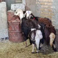 قوچ برقوچ