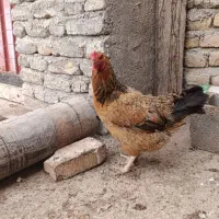 مرغ همتا تخمگذار