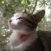 گربه گمشده