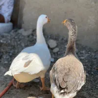 غاز و جوجه