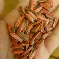بذر تخمه آفتابگردان