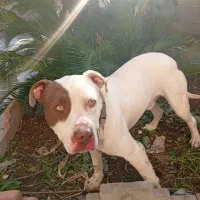 پیت بول اصل