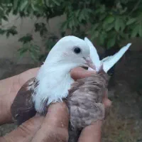 کفتر