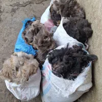 پشم پشم گوسفندی تمیر فروشی