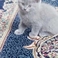 توله‌های اسکاتیش آنفولد دوماهه