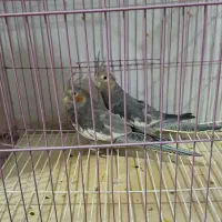 جفت جوجه دونه خور