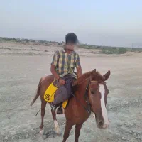 اسب