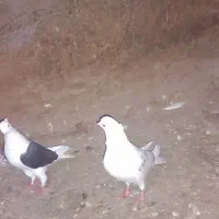 جفت پشتار عتیقه