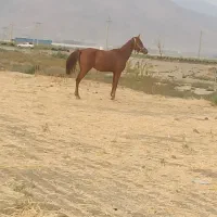 قیمت 150000000