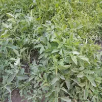 نشا گوجه