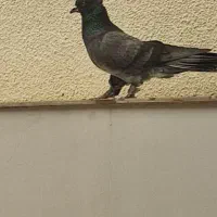 سبز کاکلی پاپر با جوجش عروسک