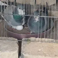 چند جفت دمگیر باجوجه