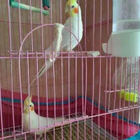عروس هلندی