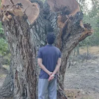 چوب گردو