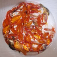 ماهی قرمز/طعمه/شکار/شکاف گیری