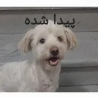 سگ پیدا شده
