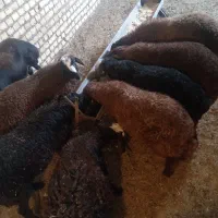 بره