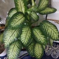 فروش گل دیفن باخیا