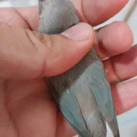 فنچ گلدین