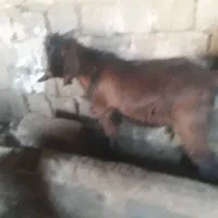 فروش چند راس بره وکهره