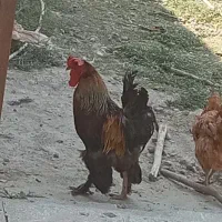 خروس برهما