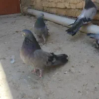 کبوتر|پرنده|نهاوند, |دیوار