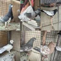 ماده رنگی شهری بهبهانی
