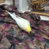 لوتینو سخنگو