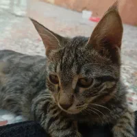 گربه|گربه|اصفهان, سرتاوه|دیوار