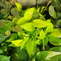 قلمه انواع گل