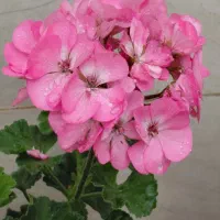گل ناز|گل و گیاه طبیعی|شهر ری, سیزده آبان|دیوار