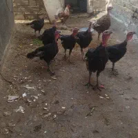 بوقلمون جوان وسرحال