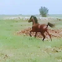 اسب|اسب و تجهیزات اسب‌سواری|شوشتر, |دیوار