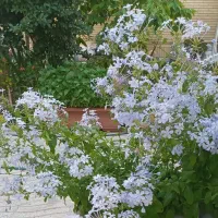 گل یاس آبی|گل و گیاه طبیعی|اصفهان, دستگرده|دیوار