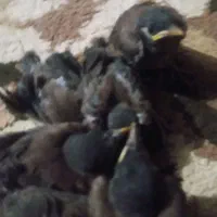 مرغ مینا