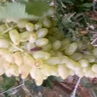 انگور پیکانی