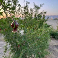 فروش-باغ-میوه-700-متری