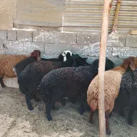 بره نر