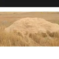 فروش کاه تمیز