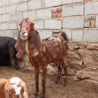 بز در مزرعه