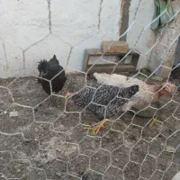 تاقچه مرغ کاکلی
