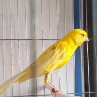 قناری ماده یسر